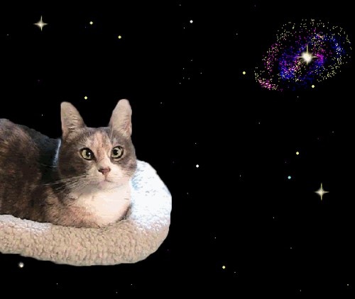 cat in space
